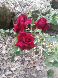 Roseto orto botanico Roma
