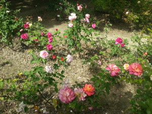roseto orto botanico