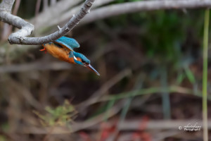 Storie di rinascita: Ostia da discarica a centro naturalistico, Martin Pescatore