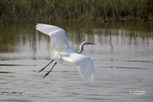 Airone bianco, centro habitat mediterraneo