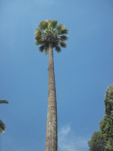 palma washingtoniana orto botanic