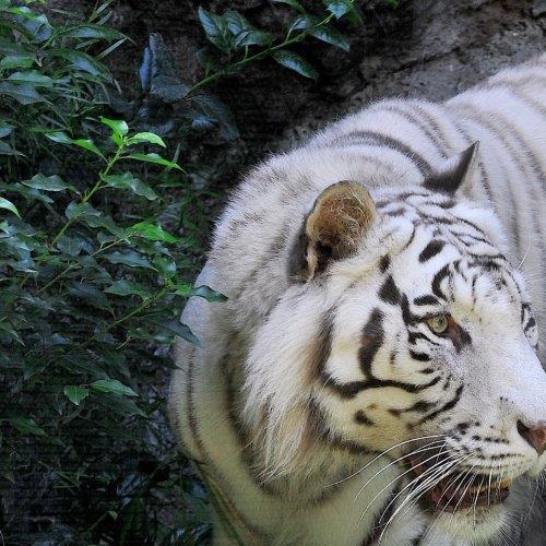 Insieme per salvare le tigri al Bioparco