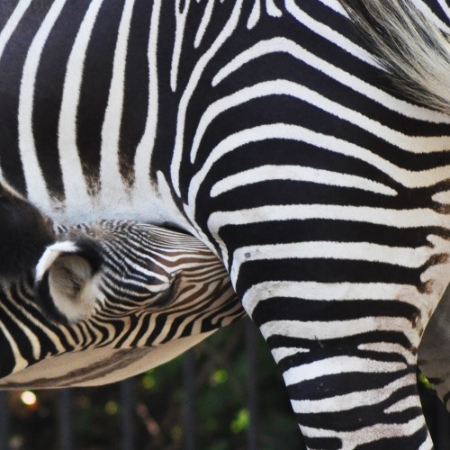Al Bioparco di Roma è nata una ZEBRA REALE, la specie più minacciata fra le zebre.
