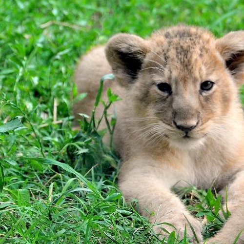 Le due leoncine del Bioparco si chiamano Aasha e Naisha