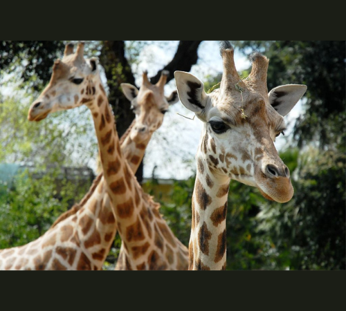 Il 30 Marzo riapre il Bioparco di Roma!