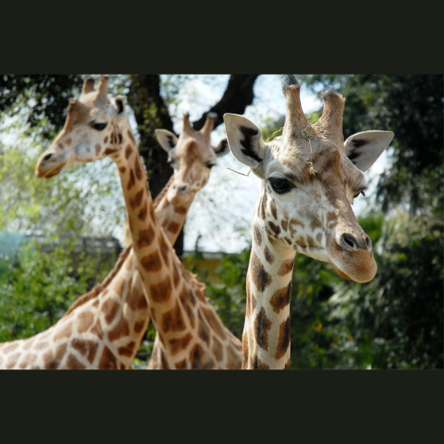 Il 30 Marzo riapre il Bioparco di Roma!